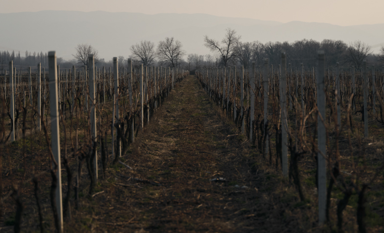 A long shot of a vineyard

Description automatically generated